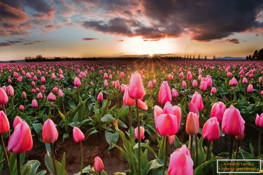 Flori de primăvară în Olanda