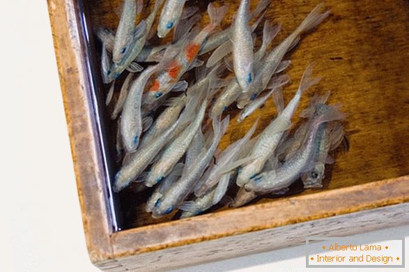 Imagini neobișnuite de pește de la artistul Riusuke Fakeori