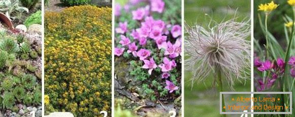 Cele mai bune plante pentru diapozitivele alpine - fotografii și nume