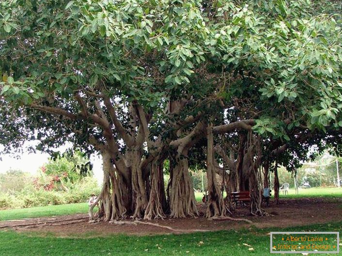 Ficusul din Bengal este un copac din familia Tutov, crește în țări calde din India, Thailanda, Sri Lanka, Bangladesh. În condiții favorabile sau de către om, ficusul bengalez ajunge la dimensiuni enorme datorită rădăcinilor de aer dinspre trunchiurile orizontale ale copacului. Rădăcinile coboară și, dacă nu se usucă, dau copacului să se extindă în lățime. Circumferința coroanei unui astfel de copac poate ajunge la 600 de metri.