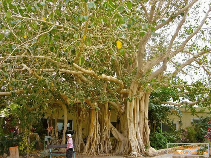 În Thailanda, ficusul este considerat un arbore sacru și ca simbol este reprezentat pe brațele țării.