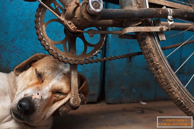 Câinele adormise pe pedala de bicicletă