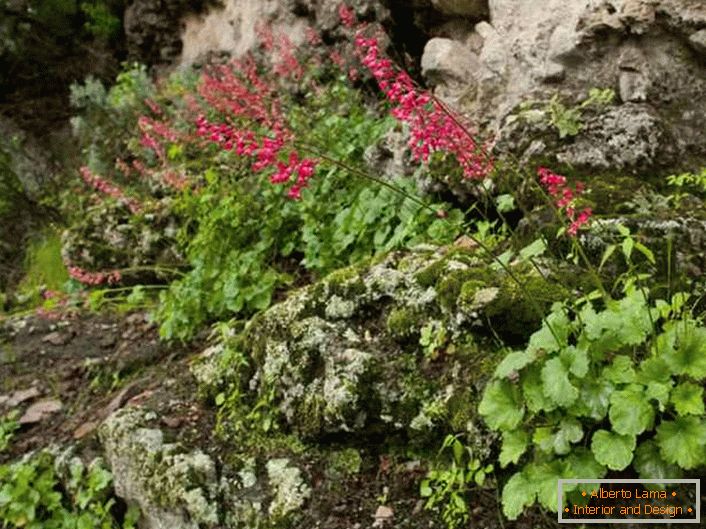 Heuchera la plural Substantive adâncimi de piatră