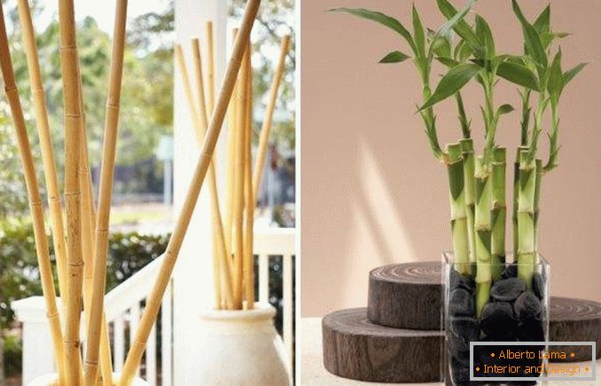 Bamboo ca decor