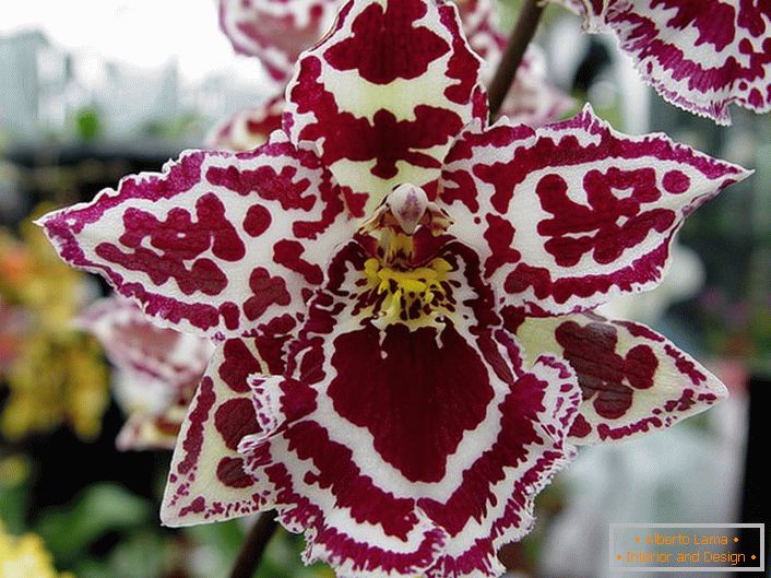 Orhidee Ornamental