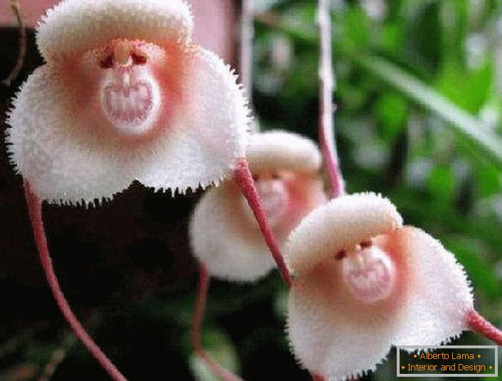 Orhidee de pe țărmurile Amazonului