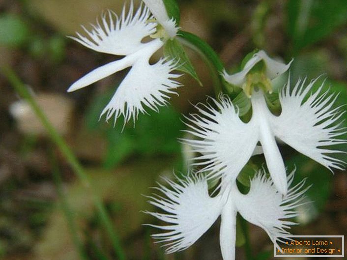 O floare surprinzător de neobișnuită, asemănătoare cu o barză albă. Orhideul este japonez.