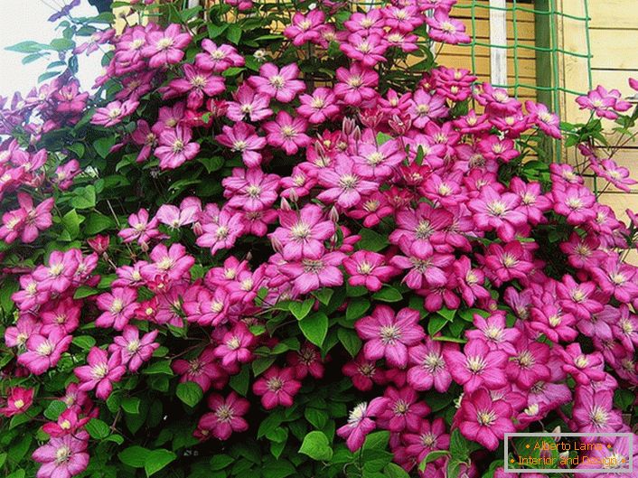 Clematis culoarea roz roz decora colțul vilei. Floarea preferată a rezidenților moderni de vară. 