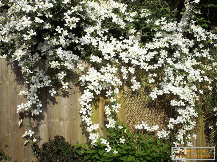 Clematis flori sunt albe pe gard grădină.