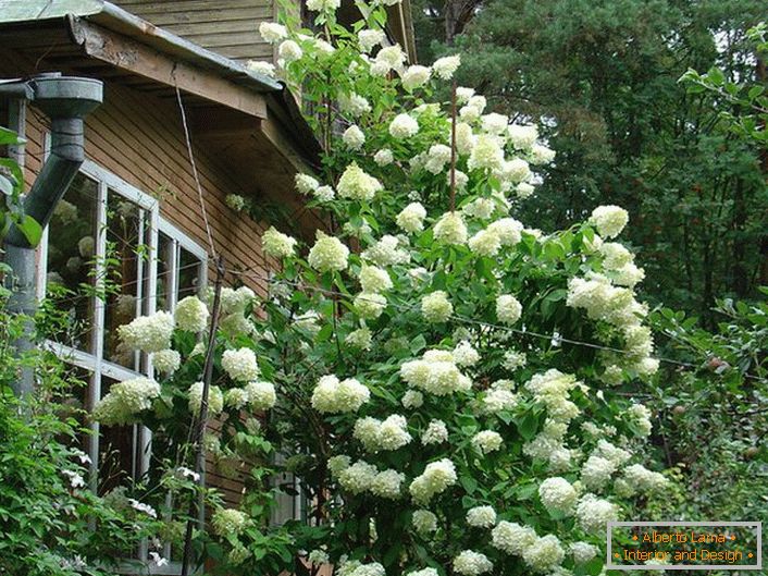 Un arbust mare de hortensii albe pe fundalul casei de la țară.