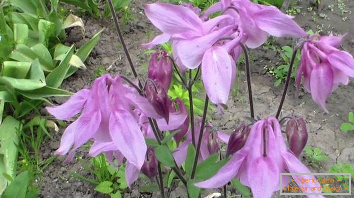 Culoarea brânzei Aquilegia