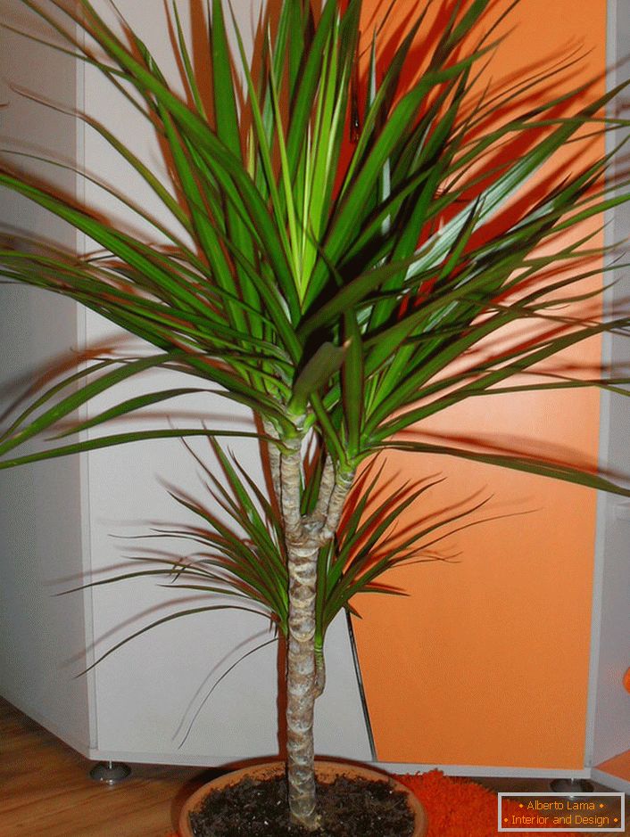 Un exemplu de dracaena bine manichiurata. 