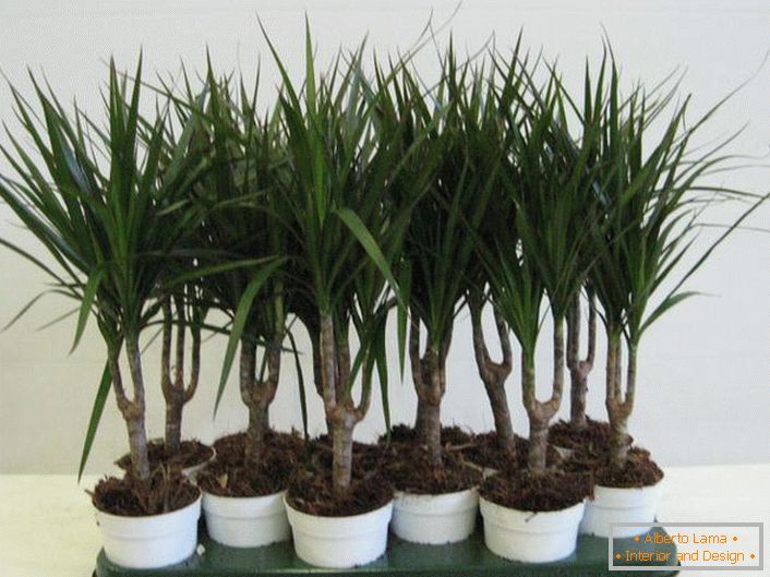 Dracaena marginata, care este numită în continuare fringed. 