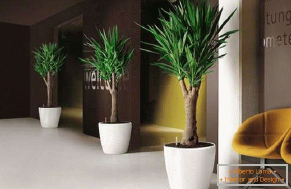 plante de interior în interiorul apartamentului, fotografie 2
