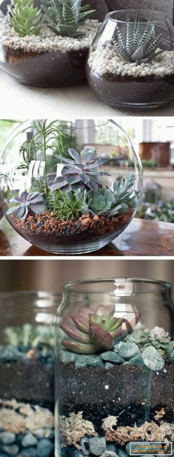 Plantele în ghivece în vase transparente