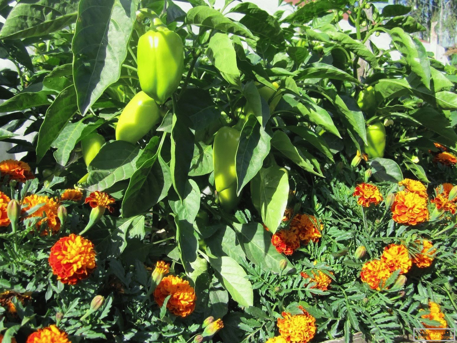 Marigolds protejează plantele împotriva dăunătorilor