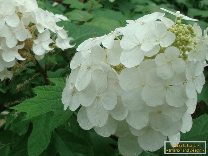 Snow-white flori de hortensie sunt stejari. 