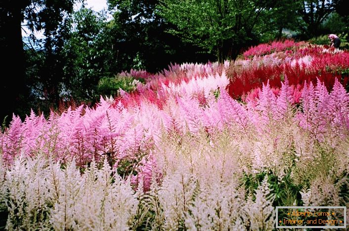 Inflorescențele de alb, roz și luminos purpuriu amestec armonios în imaginea de ansamblu a designului peisajului.
