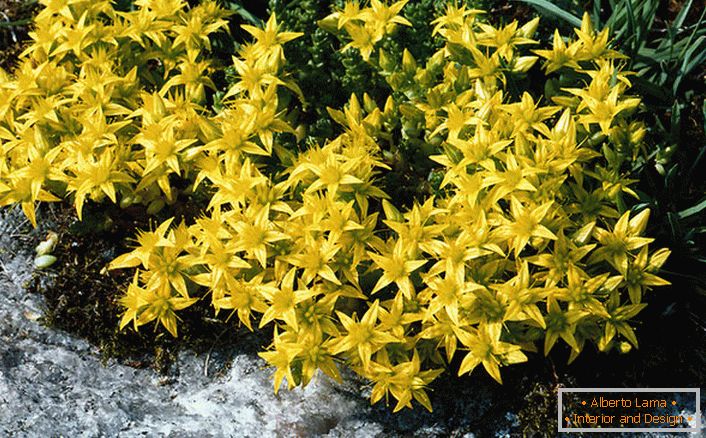 Inflorescențele strălucitoare galbene ale uneia dintre speciile din familia arbuștilor ornamentali sunt scoruri acide.