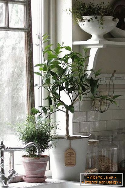 Plante în interiorul bucătăriei