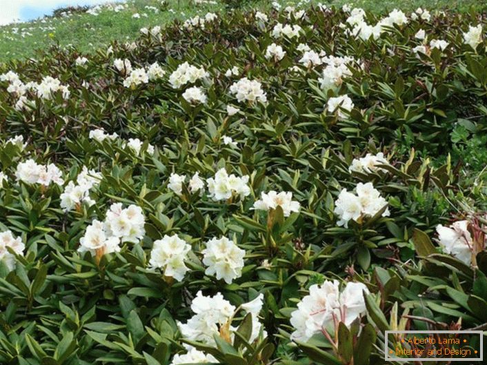 Rhododendronul din Caucaz