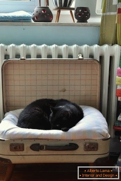 Locul pentru o pisică dintr-o valiză