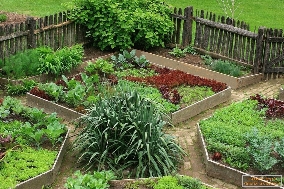 Locațiile de legume în grădină