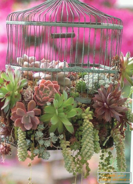 Cage cu plante