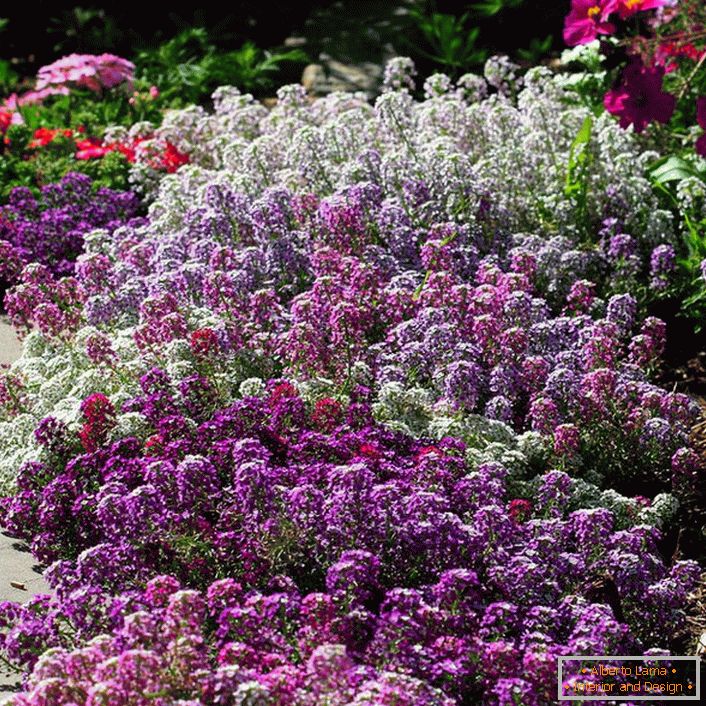 Flori violete ale alissumului