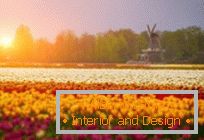 Tulipmania sau câmpuri lalea colorate în Olanda