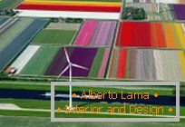 Tulipmania sau câmpuri lalea colorate în Olanda