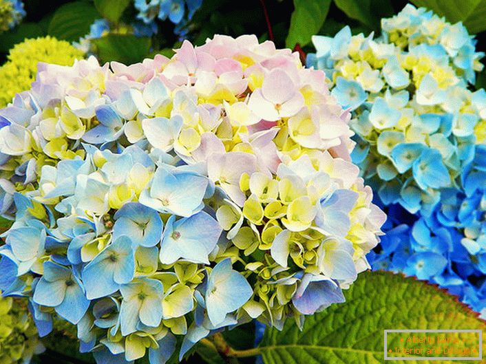 Flori de hortensie multicolore
