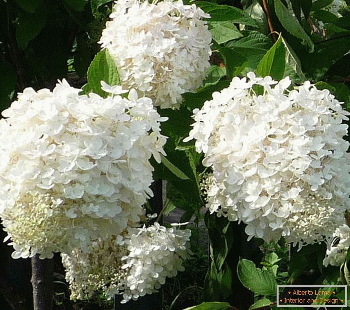 Snow-white flori de hortensie