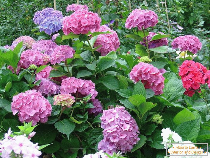 Grădină hortensie cu muguri de formă clasică. Un exemplu de floare bine îngrijită.