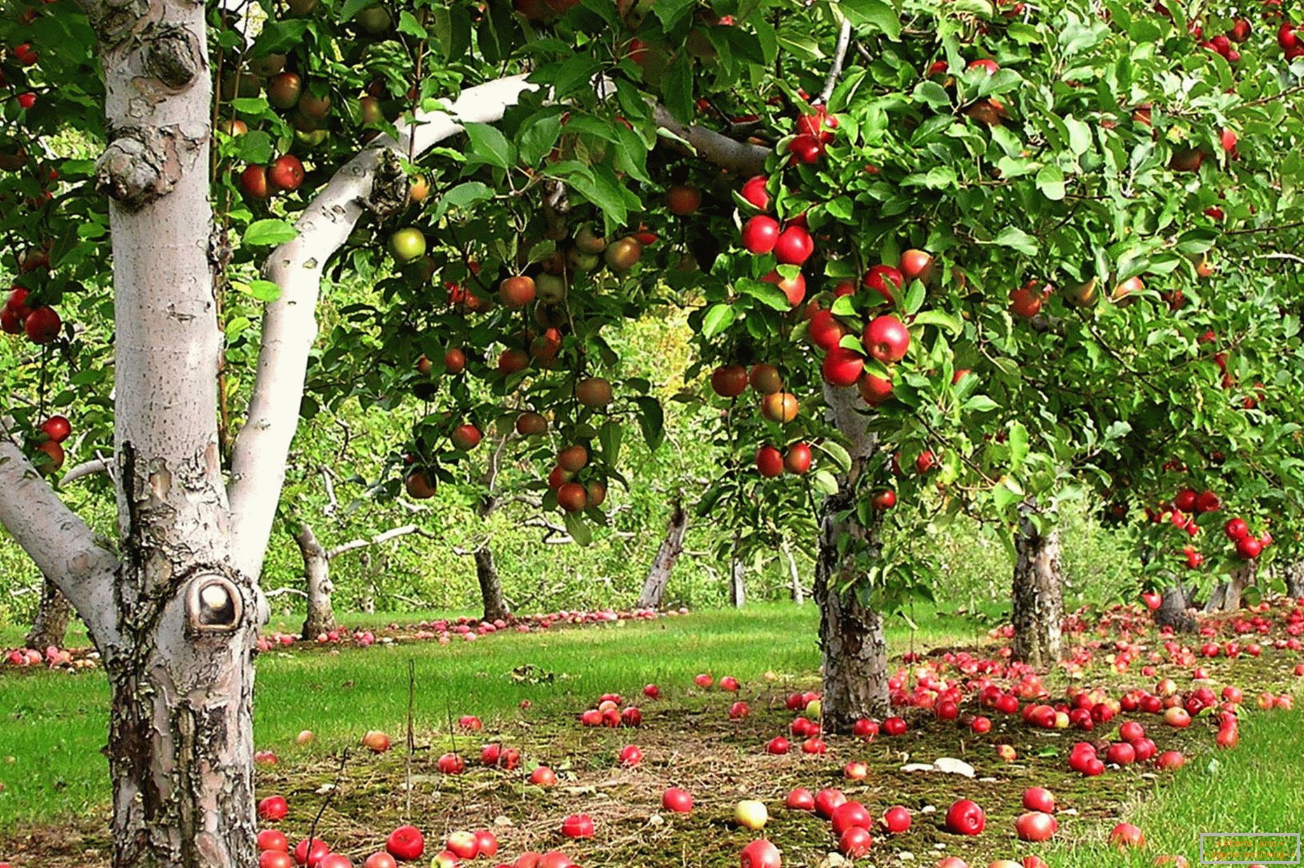 Grădina de arbori din țar