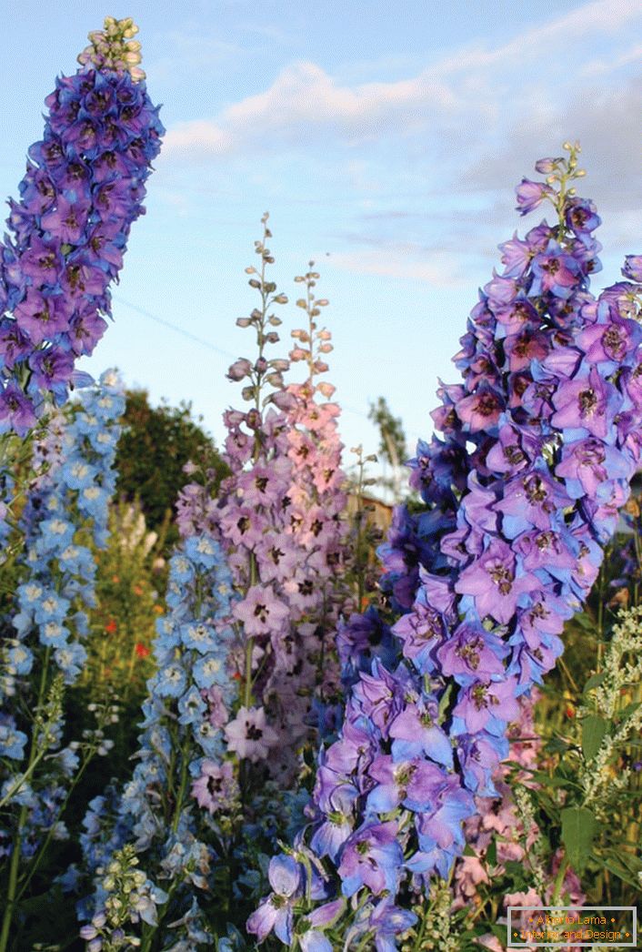 Delphinium sălbatic