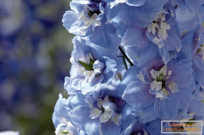 Albastru și alb muguri de Delphinium