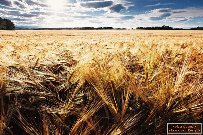Wheat Field, fotograful Jonathan Coe