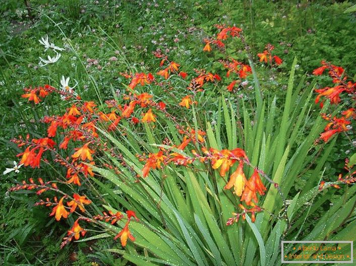 Gladiolul japonez necesită udare o dată pe săptămână în timpul perioadei de vegetație și slăbirea adecvată a solului.