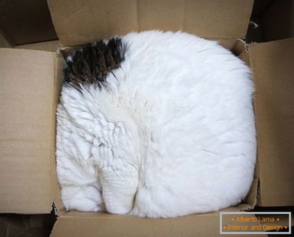 Pisică într-o cutie de carton