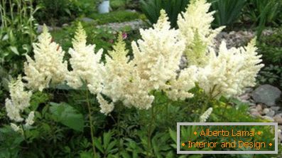 Astilba japoneză și chineză: soiuri și caracteristici de