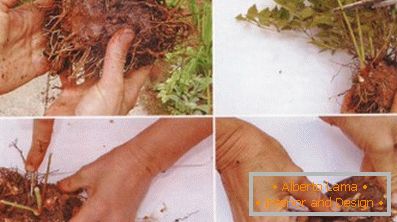 Astilba japoneză și chineză: soiuri și caracteristici de