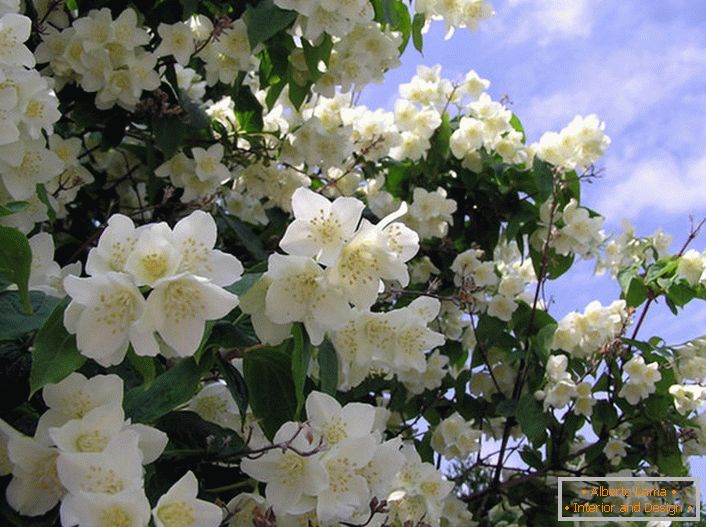 Jasmine este un arbust al familiei de măslini cu flori albe în formă de stea. Țara nativă de iasomie este considerată Arabia și India de Est.