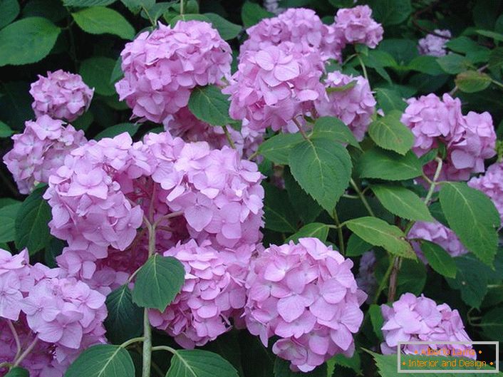 Florile mov violete de hortensie sunt decorate cu frunze de mari dimensiuni în orice grădină.
