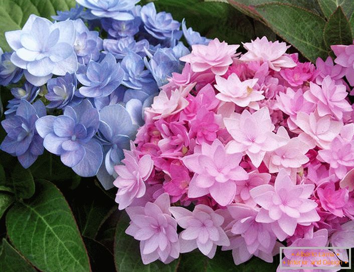 Semi-duble de flori de Hydrangea Blushing Bride Endless Summer.
