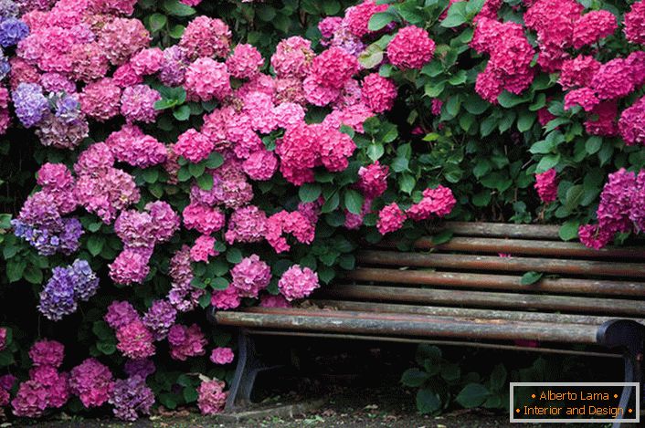 Hortensia arbusti în grădină