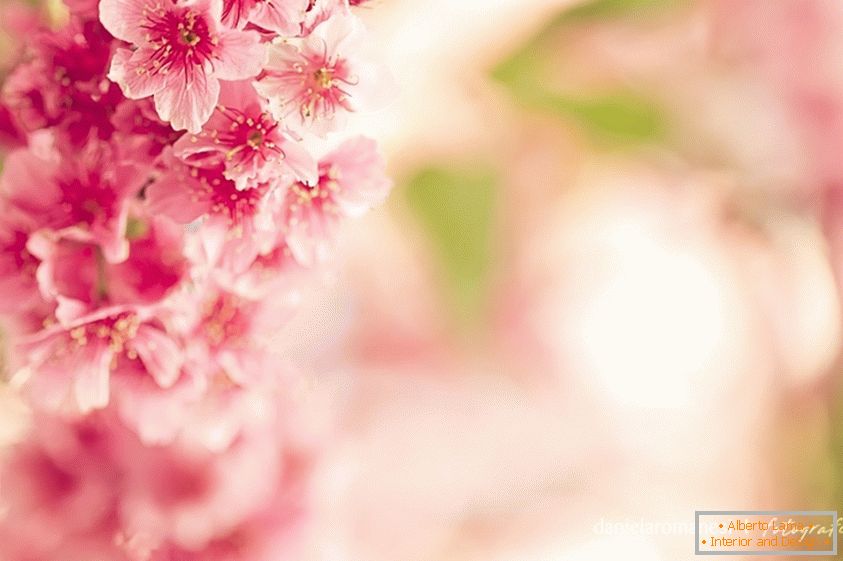 Fotografie colorată de flori roz