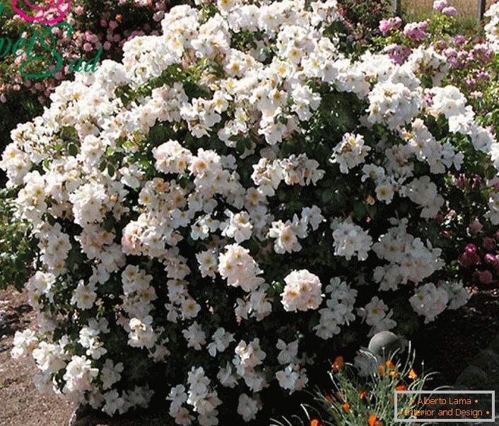 Un tufiș aromat de trandafir alb este un fel de Sally Holmes.