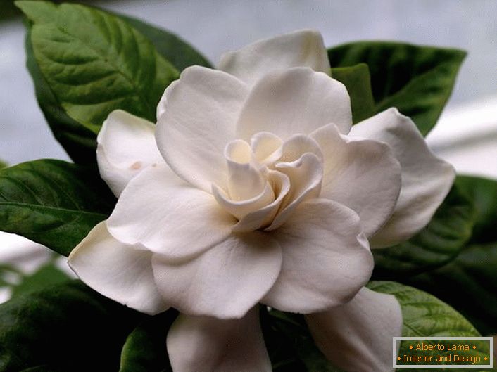 Velvet flori de iarnă gardenia au o aromă bogată, languid. Pe insula populară Bali, această plantă este adesea găsită de-a lungul coastei și pe versanții munților.