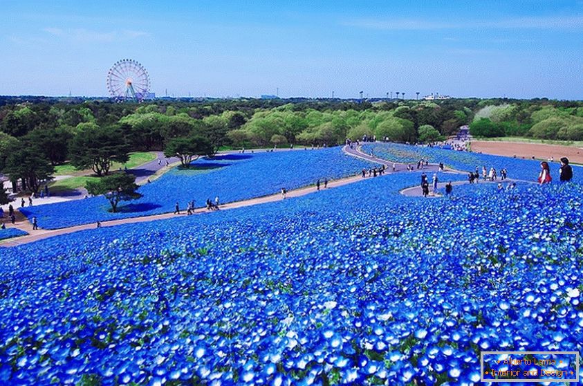 Un câmp de flori fascinant în parcul japonez